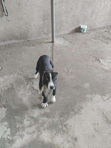 İtlər: Pitbul, 2 ay, Erkek, Peyvəndli, Ünvandan götürmə — 4