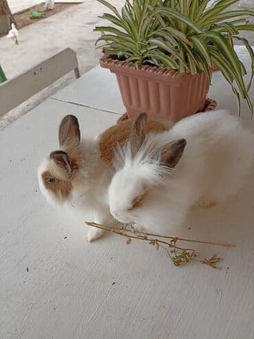 dovşan yuvasi: Iki ədəd karlik dovşan 2 kirpi ilə dəyişdirə bilərəm - Aktiv və — 1