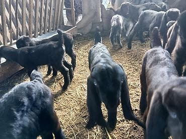 Gəmiricilər: Təmiz hələb çəpişləri. südəmər . erkəkdə var dişidə. heyvanlar — 8