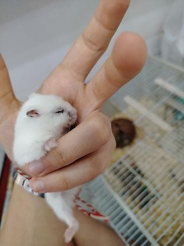 gəlincik heyvan: Cırtdan hamsterlər – Dwarf Hamster balaları 3 dənədi 2 ağ dişi 1 qara — 5