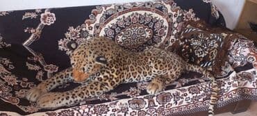 oyuncaq robot: Ehtiyacı olana verilir çatdırılma yoxdur — 1