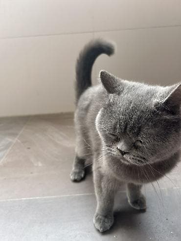 Quşlar: Britan, Dişi, Yaxşı əllərə, Ünvandan götürmə, Pulsuz çatdırılma — 5