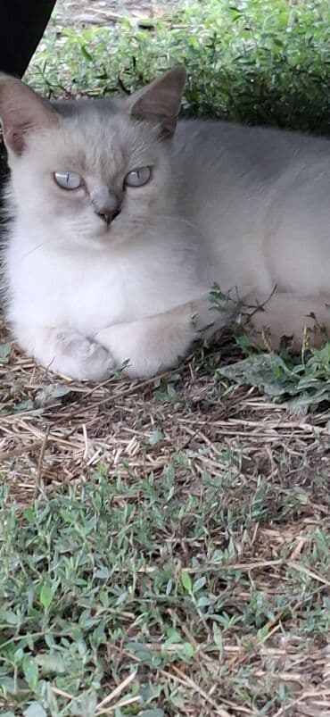 Грызуны: Самка — 1