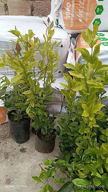 Limon
mandalen
kinka