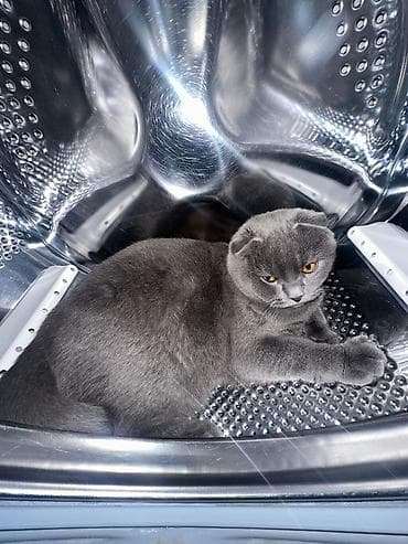 pişik tualet: Britan — 7