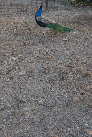 akvarium baliqlari satisi: Məhsul: Hind tovusu (taclı tovuzquşu) – erkək Təsvir: - Canlı, parlaq — 5