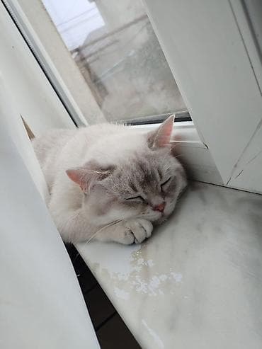 british cat: Britan — 3