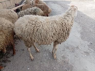 heyvanlar və balaları: Salam qoyunlar təcli satılır hamsı boğazdi 8 dənədi biri ətlik di 170 — 3