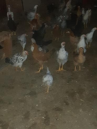 kənd cücəsi: Toyuq cücələri, Ətlik — 9