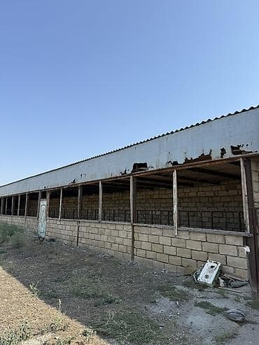suraxanıda torpaq satılır: Kənd təsərrüfatı — 2