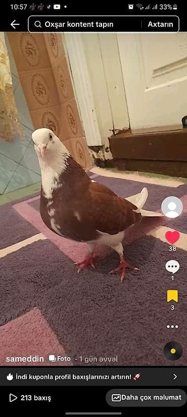 Qırmızı-ağ rəngli ev göyərçini - Növ: dekorativ/ev göyərçini - Rəng