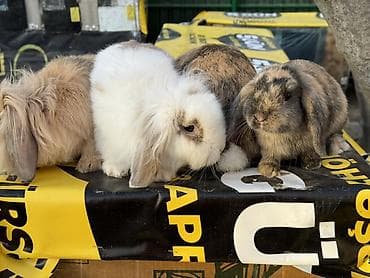 akvarium dekor: 🐰 Mini Lop dovşanlar 🤍 4 ədəd sağlam və baxımlı mini lop var. • 2 — 6