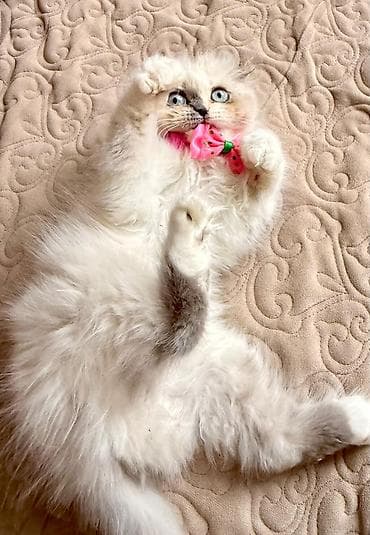 pitbull balası: Fars — 1