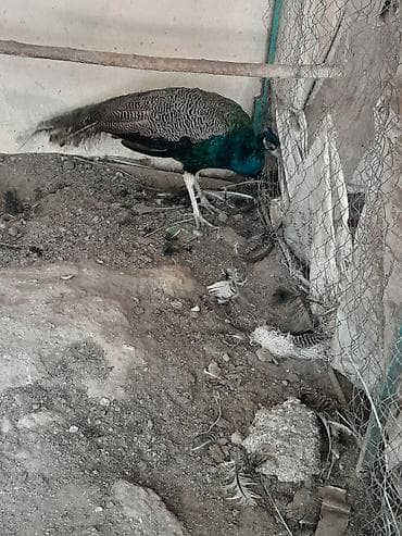kakadu quşu: Məhsul: Təbiət quşu – tovuz quşu 2 yaşı var Təsvir: - Şəkillərdə — 7