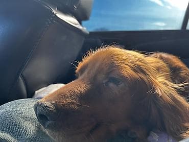 it ucun manej: Koker spaniyel, 1 il, Erkek, Peyvəndli — 4