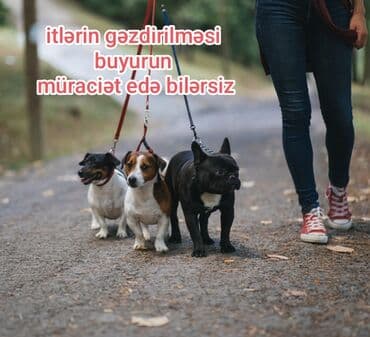 работа выгул собак бишкек: Xidmət: itlərin gəzdirilməsi - Kiçik, orta və iri cins itlərin — 1