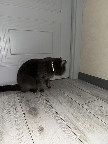 dişi itlər: Cutleshmek ucun dısı cins piwik lazimdir. 1yashi var — 2