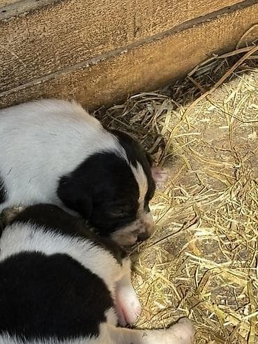 alman afcarkasi haqqinda: Orginal İngilis pointer ov iti sağlam balalardır 9dənə idi 4ü qalıb — 4