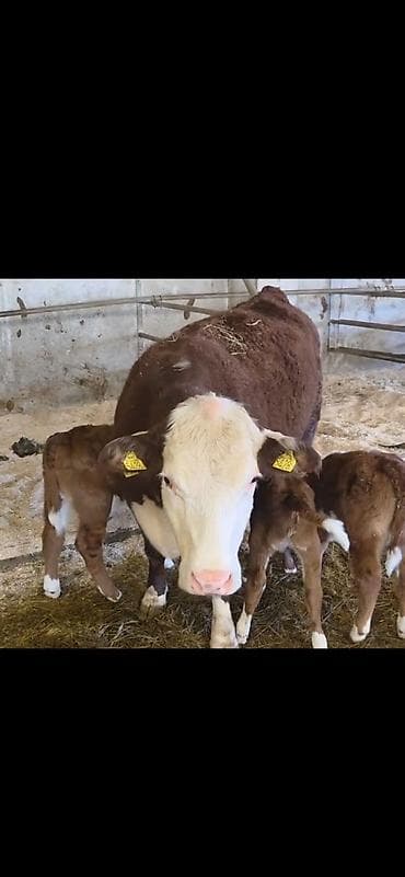 Satılır 3 dənə balasi var