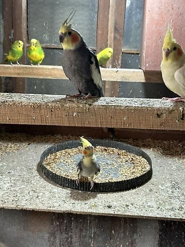 satdig quslar: Məhsul: Nimfa tutuquşuları (cockatiel) 5 dənədi hazir yumurtalari var — 5