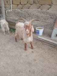 hələb keçisi haqqında məlumat: Dişi, Hələb, il: 3, Damazlıq — 8