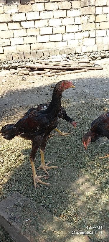 lider toyuqlari: Toyuq, Damazlıq — 3