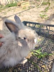 karlik dovşanlar: Ağ tüklü, qəhvəyi ləkəli dovşan - Yumşaq, sıx örtüklü ağ yun — 13