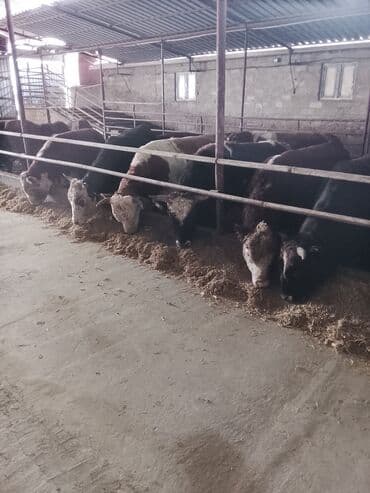 simental inekler azerbaycanda: Satılır — 2
