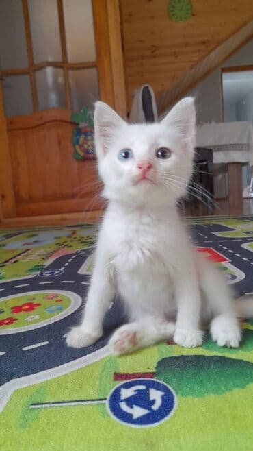 pişik latoku: Türk anqora, Erkək — 2