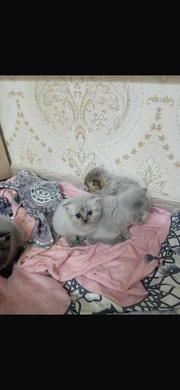 Британская — 1