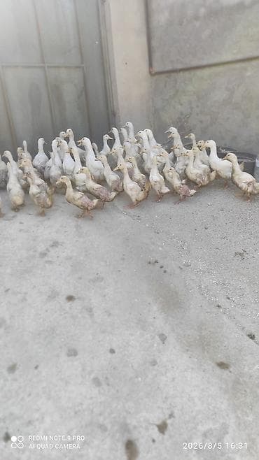 Ağ rəng üstünlük təşkil edən ev ördəkləri sürüsü. 30 günlük ördekdi