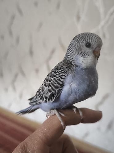 tutuquşlar: Məhsul: Dalmatin naxışlı, mavi çalarları olan dalğalı tutuquşu — 4