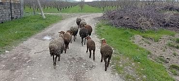 ucuz cuce: Qoyun sürüsü – kənd təsərrüfatı və damazlıün - Növ: Yerli qoyunlar — 1