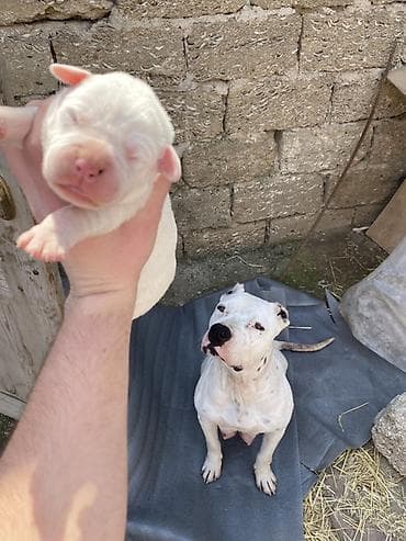 Doq, 1 ay, Peyvəndli, Ünvandan götürmə, Ödənişli çatdırılma