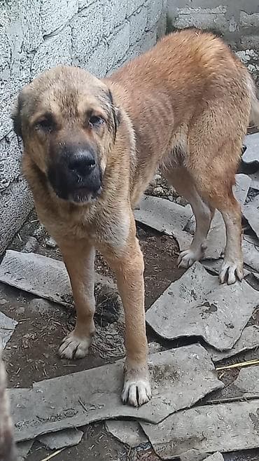 Грызуны: Алабай — 3