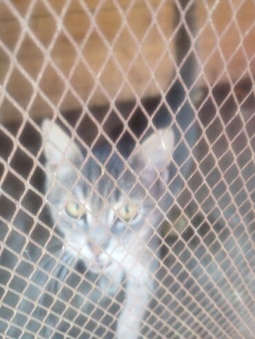 pişik çantasi: Boz rəngdə ev pişikləri - Növ: ev pişiyi (qısa tüklü, boz/gümüşü rəng — 7