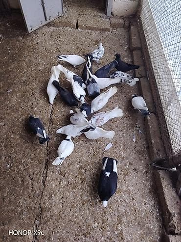 sar quşu: Tergitme quslardi icinde ucanlar var 6 azn unvan Qaradag — 2