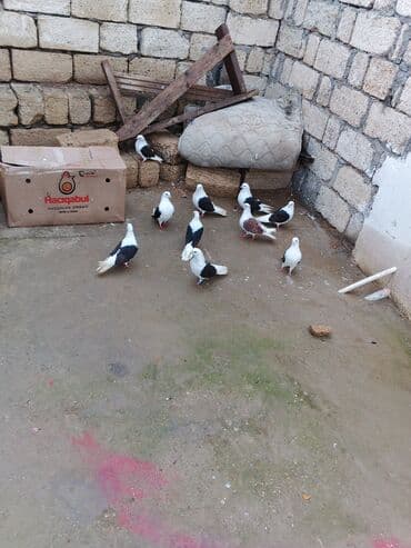 bakida it bazari: Satılır — 1