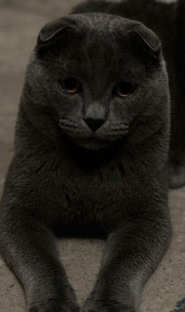 pişik evleri: Amerikan Shorthair, Erkək, Dişi, Yaxşı əllərə, Ünvandan götürmə — 5