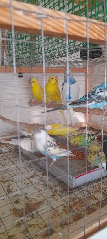 купить аквариум в баку: Topdan 10 manat qiymət sondu — 3