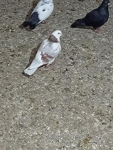 quşlar göyərçin: Ev göyərçini – dekorativ rəng çaları ilə - Növ: ev göyərçini — 1