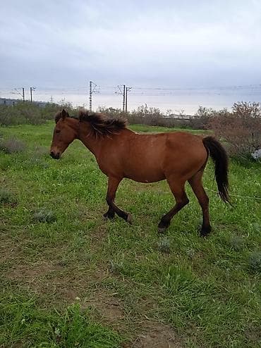 at satilir: Dişi, il: 5, Ünvandan götürmə — 6