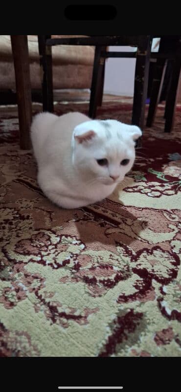 Toyota: Şotland yastı qulaq, Erkək, Ünvandan götürmə — 2