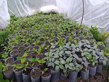 vanna satilir: Masallı. Salam Aləykum. Satışda mövcud olan dibçəklər: Pomidor (Zirə — 5