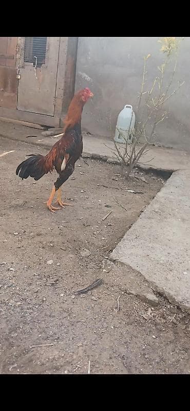 Tam saglam temiz qan temiz cins heyratidir 8 ayliq 100 deyilir lalafo.az -da Tam saglam temiz qan temiz cins heyratidir 8 ayliq 100 deyilir