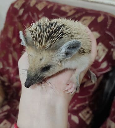 pişik yemi: Afrika cırtdan kirpisi – ev heyvanı • Növ: Atelerix albiventris — 2