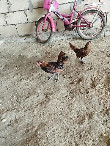 tuna balığı qiymeti: Bir cüt qızılı sibrayt necə banlyr uje qiymət 90 manat ünvan salyan — 3