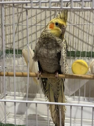 heyvan alqi satqisi: Korela Tutuquşu,4 aylıqdır.
Qəfəsi ilə birgə satılır 50 Azn — 1