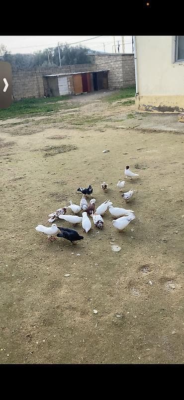 Gəmiricilər: Öz heyvannarımdı usd usde 5 manatdan — 1