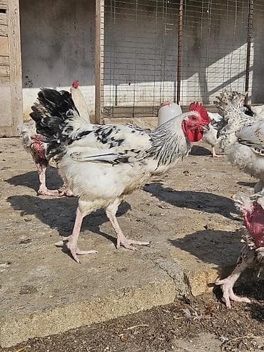 bakida it satislari: Slibris xoruzlar 30 a yaxın xoruzdu — 1